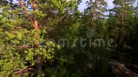 在阳光明媚的一天起飞无人机在森林上空海景海湾视频的预览图