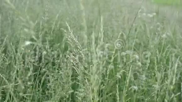 绿草在风中摇摆视频的预览图