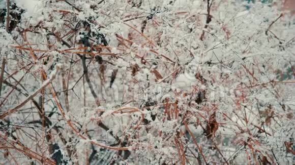 雪下装饰葡萄的枝条冬季降雪铁丝网视频的预览图