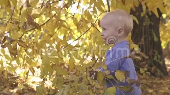 一岁的小可爱宝宝在秋天公园的树旁玩耍站在落叶上微笑视频的预览图
