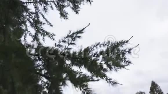 在一片明亮多云的天空背景下关闭绿色云杉枝条自然概念库存录像圣诞树视频的预览图