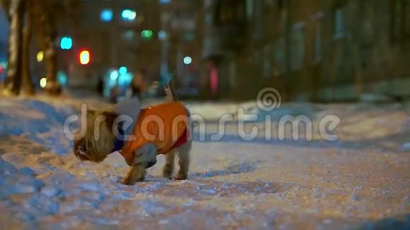 约克郡猎犬穿着橙色羽绒服晚上站在雪城的街道上她在找主人她视频的预览图