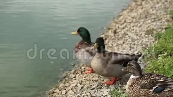 湖岸的鸭子喝水视频的预览图