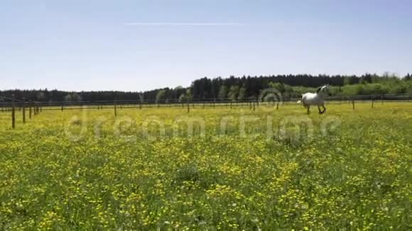 阳光明媚的一天美丽的马在围场里的田野上奔跑玩耍和放牧视频的预览图
