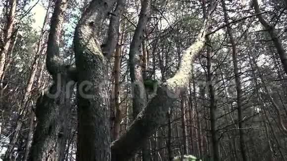 森林里美丽的弯弯的树视频的预览图