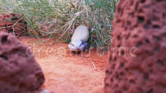 中央蓝舌蜥蜴从草丛中出来视频的预览图