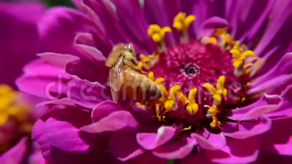 蜜蜂给洋红花授粉的宏观视频视频的预览图