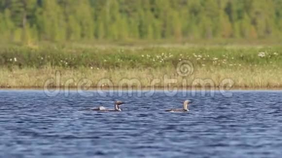 加维亚北极三只北极鹭鸟在阳光明媚的夏日在亚马尔视频的预览图