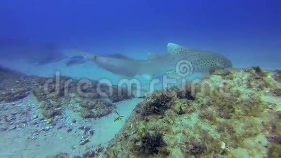 斑马鲨豹鲨公牛雷斯特雷优美的水下水生海洋生物视频的预览图