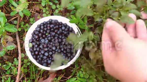 新鲜采摘的野生蓝莓新鲜蓝莓或蓝莓组蓝莓或叠蓝莓的概念视频的预览图