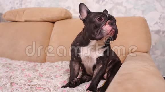 坐在沙发上的法国斗牛犬视频的预览图