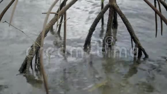 海中红树林的根视频的预览图