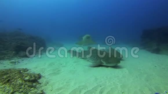 斑马鲨鱼豹鲨和平地毯鲨鱼游泳休息鲨鱼视频的预览图