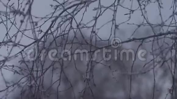 冬天的桦树枝条紧拢视频的预览图