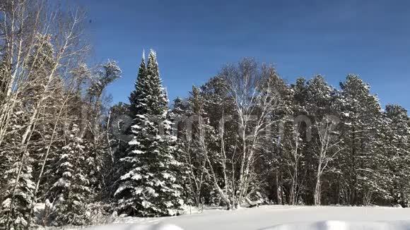 美丽的冬季景观白雪覆盖的森林和滑翔和蓝天视频的预览图