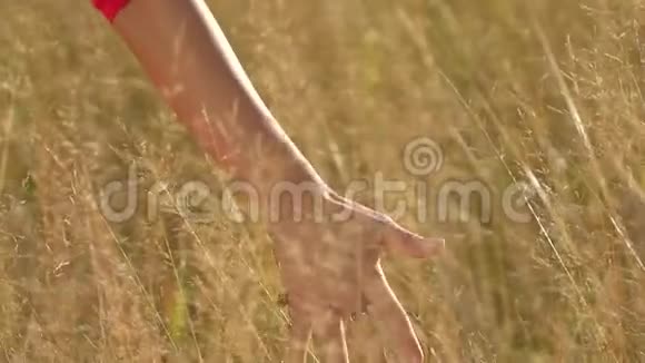 日落时穿红裙子的美女在森林里女人的手特写女孩手摸着草地尽情享受视频的预览图