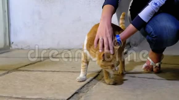 女孩在街上抚摸一只无家可归的红埃及猫视频的预览图