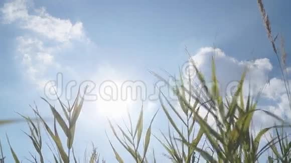 天空穿过草地视频的预览图