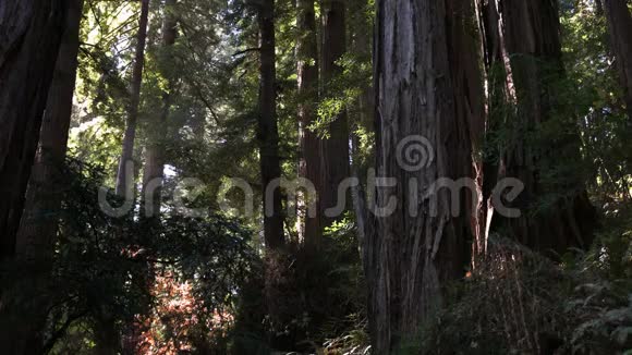 倾斜的海岸红杉树视频的预览图