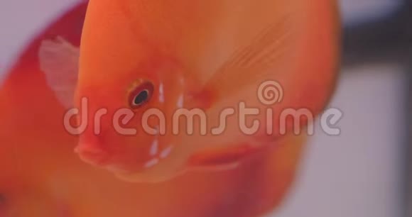 在水族馆平静地游泳的扁平橙色鱼的特写镜头视频的预览图
