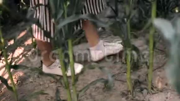 女孩穿过玉米地视频的预览图