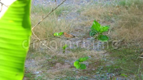 欧亚树麻雀栖息在树枝上视频的预览图