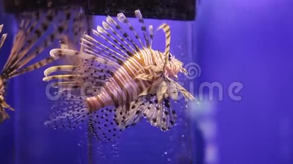 海洋中的奇异鱼类神奇的珊瑚海底视频的预览图