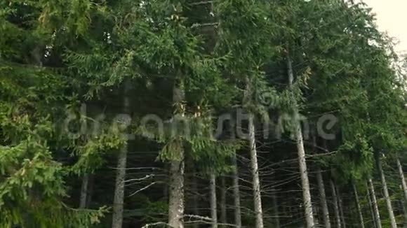 一览山林绿景摄像机沿着森林移动有绿色和黄色的树视频的预览图