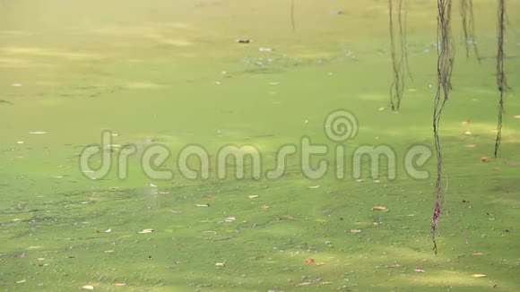 水藻在水污染水自然和环境上绽放在湖的边缘漂流和流动视频的预览图