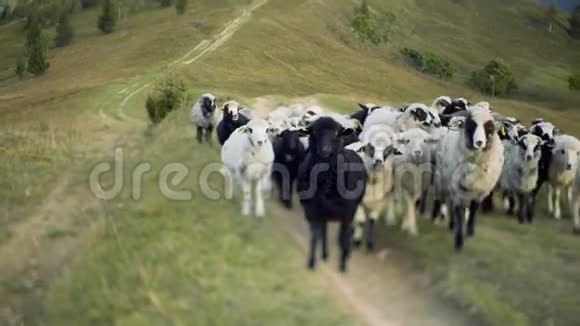 把一群羊搬到牧场去视频的预览图