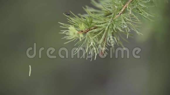 绿色云杉树枝和一只小毛毛虫挂在绿色模糊的背景上库存数据视频的预览图