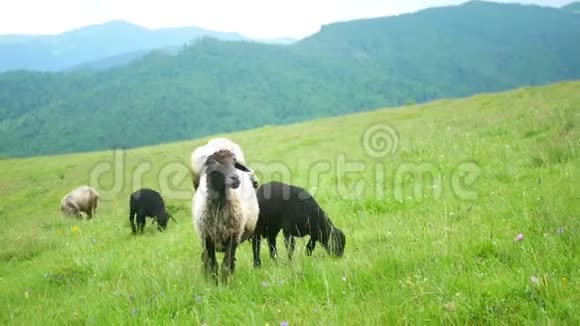 羊吃山吃草视频的预览图
