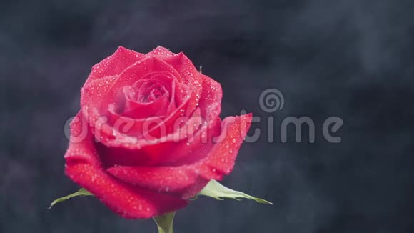 在黑暗背景下慢慢地在红玫瑰上蔓延烟雾视频的预览图