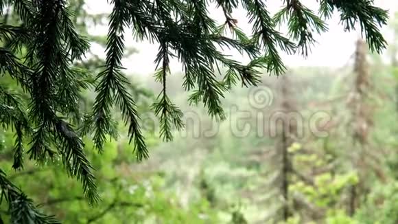 绿云杉枝挂露在林库存录像娇嫩的露珠挂在云杉摇曳的绿针上视频的预览图
