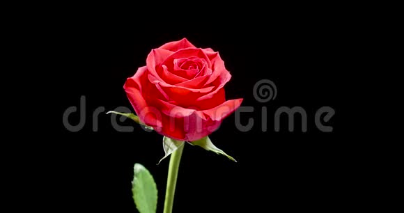 美丽的盛开的红玫瑰慢慢地在黑色的背景上旋转视频的预览图