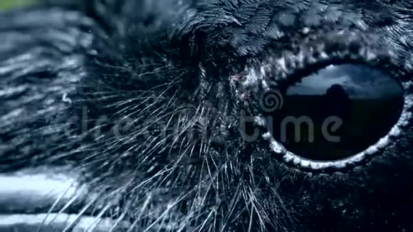 乌鸦眼睛特写宏观戴帽乌鸦眼变调了视频的预览图