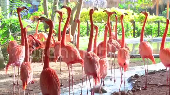 动物园里一群粉红色的火烈鸟视频的预览图