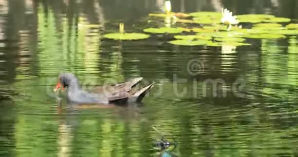 DuskyMoorhenGallinulatenebrosa池塘4K视频的预览图