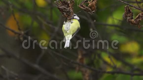 鸟欧亚蓝蒂在树枝上跳跃寻找食物视频的预览图