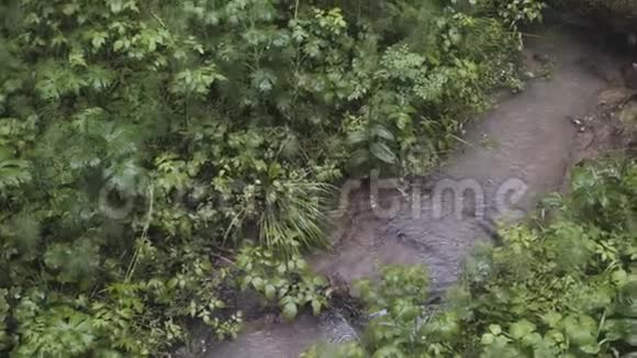 风景秀丽的小溪顶望着美丽的森林雨滴落下夏日自然库存录像堕落视频的预览图