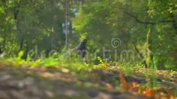 绿色美丽的公园里的飞鸟鸽子坐在草地上树在背景上夏天的插图视频的预览图