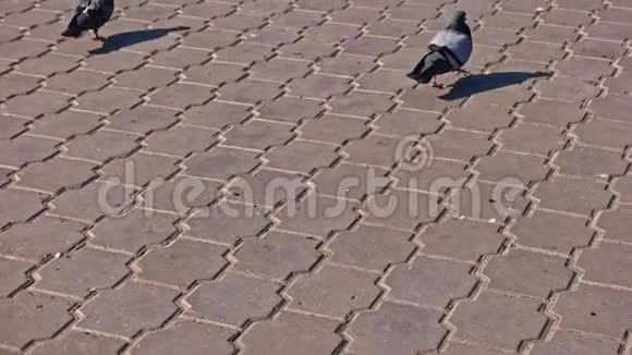 许多鸽子在斯洛莫公园的人行道上行走视频的预览图