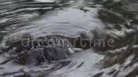 河马在河里休息视频的预览图