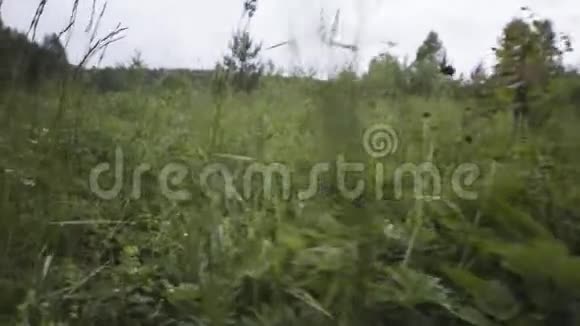 用柔软的花瓣上的小水滴把田野里的绿草合上库存录像夏季背景上午视频的预览图