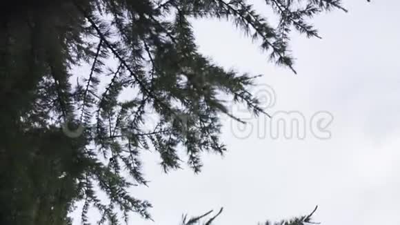 在一片明亮多云的天空背景下关闭绿色云杉枝条自然概念库存录像圣诞树视频的预览图