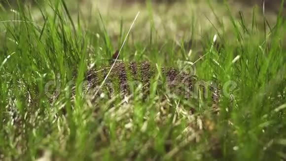 自然界的一个大蚁丘视频的预览图