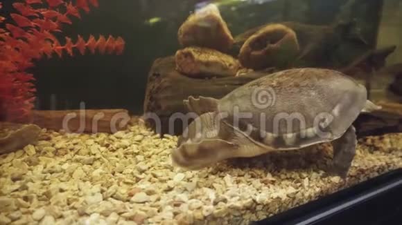 飞河或猪鼻子乌龟在水族馆的石头里寻找食物视频的预览图