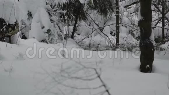 快乐的哈士奇狗从冬天森林的灌木丛中跳出来视频的预览图