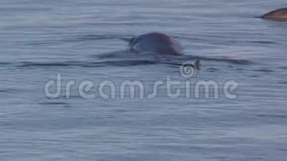 海豚转动它的身体视频的预览图