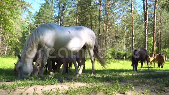 马在森林里放牧视频的预览图